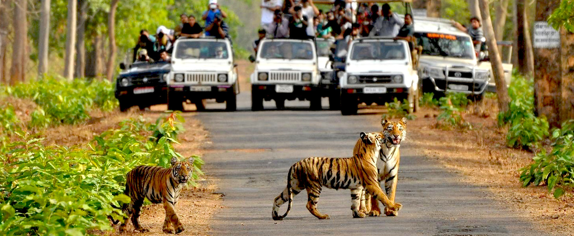 Holiday Packages in Manali 